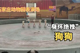 石家庄动物园表演场：狗狗身怀绝技，惊呆众人，又让人心疼！视频封面
