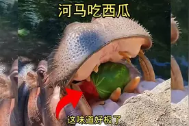 河马吃西瓜，这西瓜真甜好吃视频封面