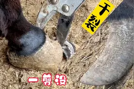 蹄子干裂掉渣走路摇摇晃晃的，师傅切大块去肉垫，它敢觉太舒服了视频封面