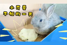 小兔子干饭，吃嘛嘛香，可可爱爱#兔子吃播有多治愈视频封面