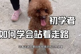 泰迪如何训练站着走路？听大娘如何解说的视频封面