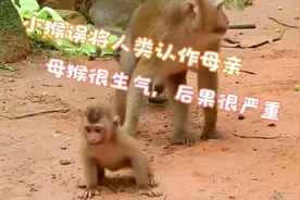 小猴子误将人类认作母亲，母猴很生气，后果很严重视频封面