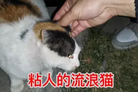 路边遇到的流浪猫，追着人跑还特别粘人