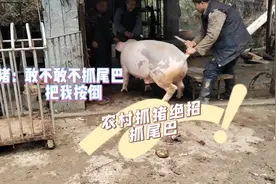 实拍湖南农村抓猪绝招，抓猪尾巴，400斤的猪也轻松按倒，好绝活视频封面