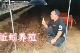 小伙教你养蚯蚓，做好简单的2点，蚯蚓高产不难，赶紧收藏并学习视频封面