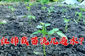 西红柿番茄栽苗需浇几遍水？农村小伙说的清楚，苗成活茁壮，学学视频封面