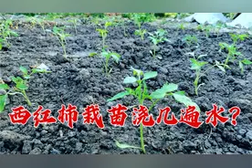 西红柿番茄栽苗需浇几遍水？农村小伙说的清楚，苗成活茁壮，学学视频封面