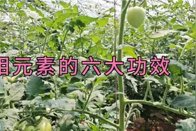 钼元素的六大功效，您知道几个？视频封面