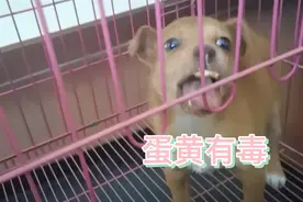 狗子吃蛋黄被黏得直吧唧嘴，太可爱了视频封面