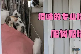 猫妈妈做示范如何上墙 七只小猫咪展开比拼 看谁第一个爬上高墙视频封面