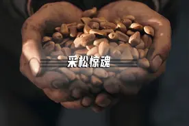十斤松塔一斤子，十斤汗水一颗塔，揭秘东北最危险的职业视频封面