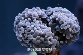 病毒再变异！BF.7登录我国，世界卫生组织发出警告视频封面