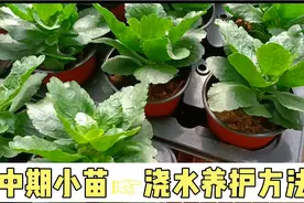 扦插的长寿花小苗长到中期后，学会这样浇水养护，让它长势速度快视频封面