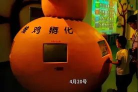 一名女大学生在宿舍用袜子孵出小鸡的视频火了，小鸡孵化过程曝光视频封面