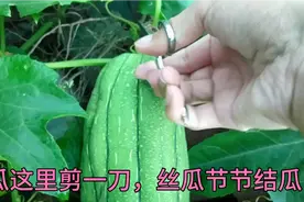 丝瓜不用打顶也可高产，秋后丝瓜这里剪一刀，后期丝瓜结不停视频封面