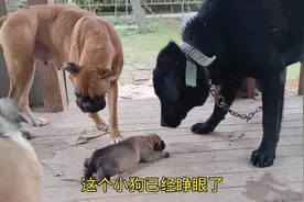 把小奶狗拿出来它会有什么反应？公狗能认出自己的孩子吗视频封面