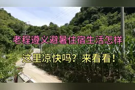 老程在遵义松林避暑，住宿生活怎样，这里凉快吗？一起来看看！视频封面