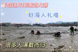 青岛这片海滩退大潮，赶海人扎堆挖泥，有人满载而归视频封面