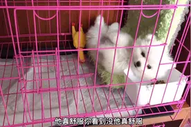 小博美要去新家了，躲在笼子里四脚朝天，撒泼不愿起来，太可爱了视频封面