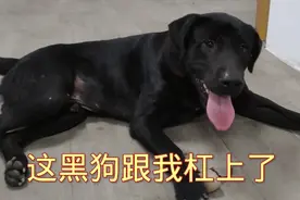 这黑狗跟我杠上了，大家可以看看它究竟跟我杠了多少次。视频封面