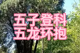 五子登科，五龙环抱，风脉穴位俱佳的风水宝地，回归自然共享天堂视频封面