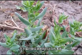 虽有王命，不能留其行！农村的麦蓝菜，为何被叫作“王不留行”？视频封面