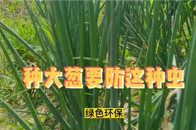 大葱地里喷一喷，大葱没有病虫害，长势好产量翻倍视频封面