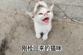刚捡回来的猫咪，拿了些小鱼干和猫粮来喂非常喜欢吃视频封面