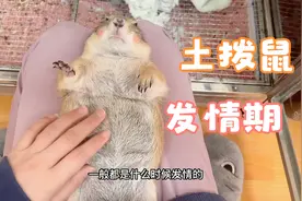 土拨鼠发情期尽量不要去碰它！避免自己受伤哦！土拨鼠咬人可疼了视频封面