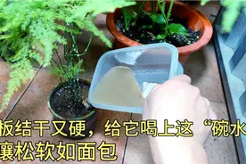 盆土板结硬又干，不用换盆，给它喝上这“碗水”，土壤松软如面包视频封面