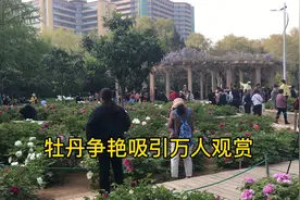 郑州碧沙岗牡丹争艳吸引万人参观视频封面