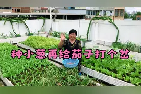 买了2斤葱头今天种小葱，在给茄子打个岔。视频封面