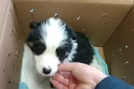 别烦，幼犬到新家总是叫怎么办，看完这个视频就知道了视频封面