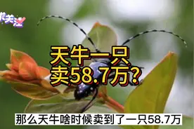据说天牛品种中最贵的是鹿角天牛，它的价格高达58万元一只视频封面