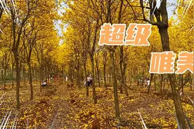 湛江市区居然有这么漂亮的黄风铃树花看，实在太美了，5元值得吗视频封面