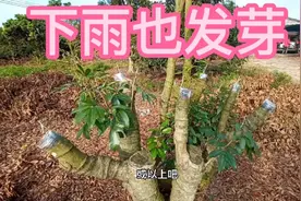 连续高温连续下雨极其恶劣的天气也阻挡不了嫁接荔枝的发芽成功率视频封面