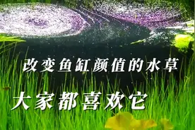 鱼缸里面种上这种水草，提升鱼缸的颜值视频封面