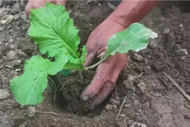 白菜移栽最佳时间，记住这两点，白菜成活率高个头发品质好视频封面