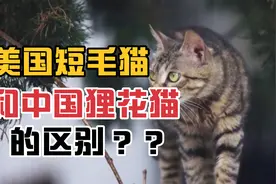 美国短毛猫和中国狸花猫的区别视频封面