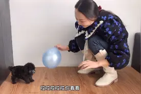 30天的小泰迪第一次玩气球，吓得一脸懵，动都不敢动，太可爱了视频封面