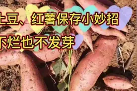 土豆、红薯保存小妙妱，放半年不烂、也不发芽，已用过好几年视频封面