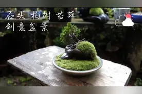 在日本盆景大师手里，石头、柏树、苔藓这样制作，成品效果拉满视频封面