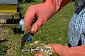 养蜂囚禁蜂王要注意基本原则，合理囚禁才能保证蜂王安全视频封面