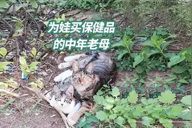 流浪猫的故事｜为娃买保健品的中年老母，又交了一次智商税视频封面