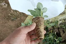 章姬又名甜宝草莓苗，口感好产量高采摘园的品种视频封面