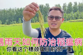 遇到破口期连阴天，如何有效的防治穗颈瘟，这个方法很重要