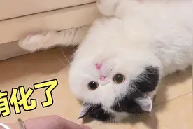 猫咪好会“诱惑”主人，撒娇打滚样样来！心都被它萌化了视频封面