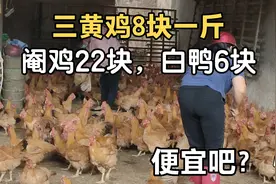 三黄鸡8块一斤，阉鸡22块，白鸭6块，玉林禽畜市场的鸡鸭便宜吧？视频封面