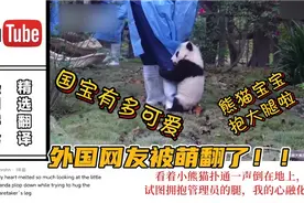 外国网友看熊猫宝宝抱大腿，直呼过分可爱了，要被萌翻了视频封面