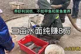 甲鱼套养黑鱼，三亩水面纯赚8万，有条件就上，比养殖小龙虾强视频封面
